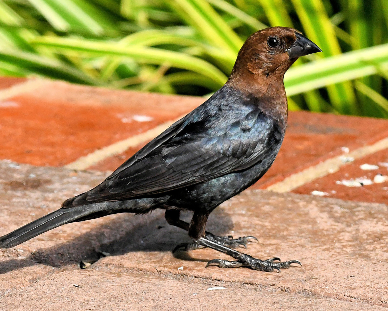 Brown-headed cowbird